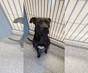 ONYX #2 - Male Mutt Dog for Adoption - Photo #2