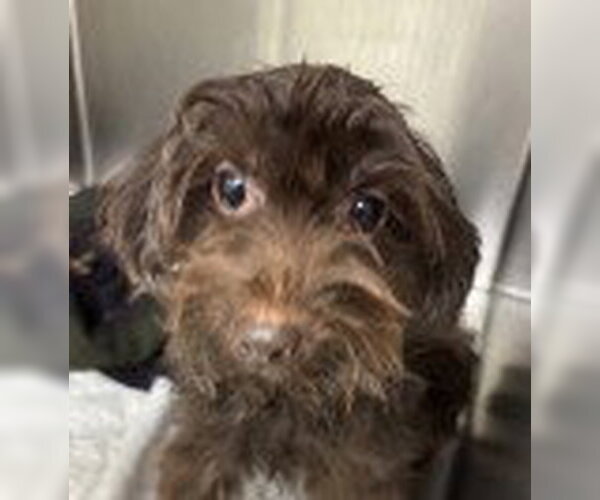 Medium Photo #1 Mutt Puppy For Sale in Canton, CT, USA