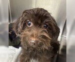 Small Mutt