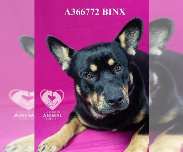 Medium Photo #3 Australian Kelpie-Cardigan Welsh Corgi Mix Puppy For Sale in Stockton, CA, USA