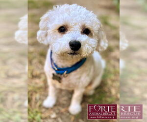 Poodle (Miniature) Dogs for adoption in Marina del Rey, CA, USA
