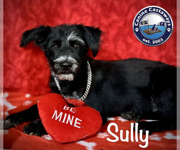 Medium Photo #6 Mutt Puppy For Sale in Arcadia, FL, USA