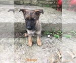 Small Photo #2 German Shepherd Dog Puppy For Sale in LAUREL, IN, USA