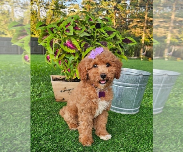Medium Photo #2 Goldendoodle (Miniature) Puppy For Sale in INDIANAPOLIS, IN, USA