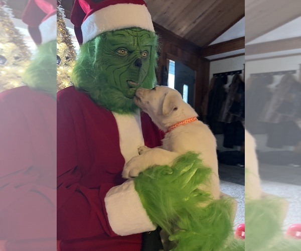 Medium Photo #4 Labrador Retriever Puppy For Sale in NEOLA, WV, USA