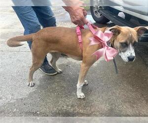 American Pit Bull Terrier-Unknown Mix Dogs for adoption in Houston, TX, USA