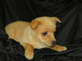 Chiranian Puppy for sale in RIPLINGER, WI, USA