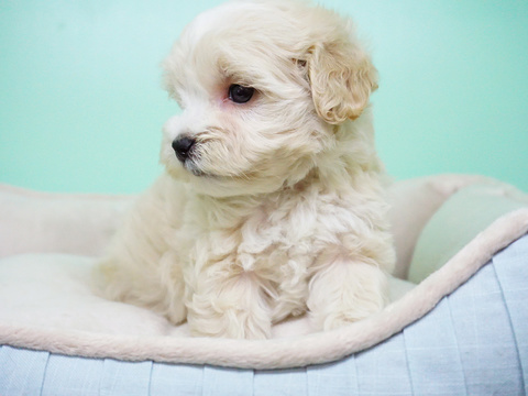 Medium Photo #7 Maltipoo Puppy For Sale in LA MIRADA, CA, USA