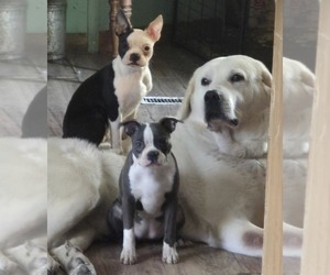 Boston Terrier Puppy for sale in GORHAM, NH, USA