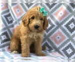 Small Photo #7 Labradoodle Puppy For Sale in LAKELAND, FL, USA