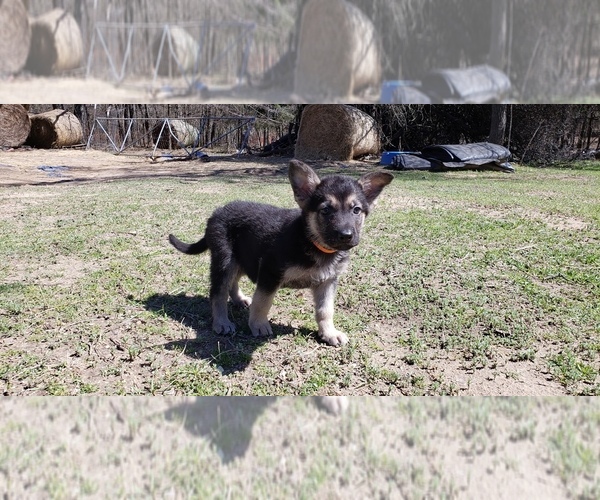 Medium Photo #3 German Shepherd Dog Puppy For Sale in AZLE, TX, USA
