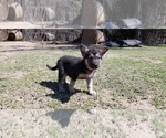 Small Photo #3 German Shepherd Dog Puppy For Sale in AZLE, TX, USA