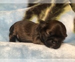 Small #7 Shih Tzu