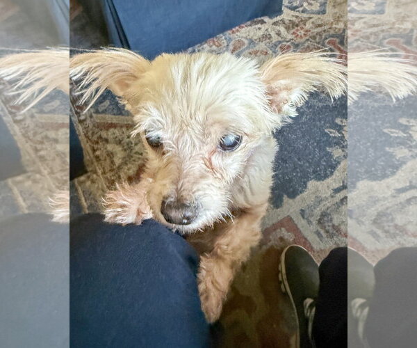 Medium Photo #3 Maltese-Unknown Mix Puppy For Sale in Corona, CA, USA