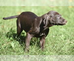 Small Photo #8 Chocolate Labrador retriever-Pointer Mix Puppy For Sale in Mechanicsburg, PA, USA