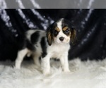 Small #3 Cavalier King Charles Spaniel