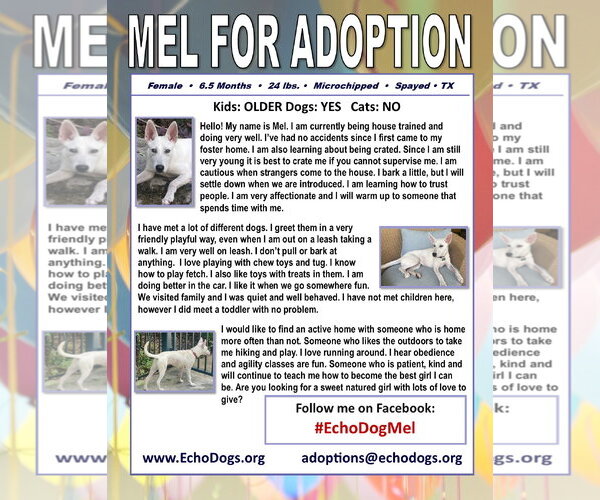 Medium Photo #2 - Mix Puppy For Sale in Hoffman Estates, IL, USA
