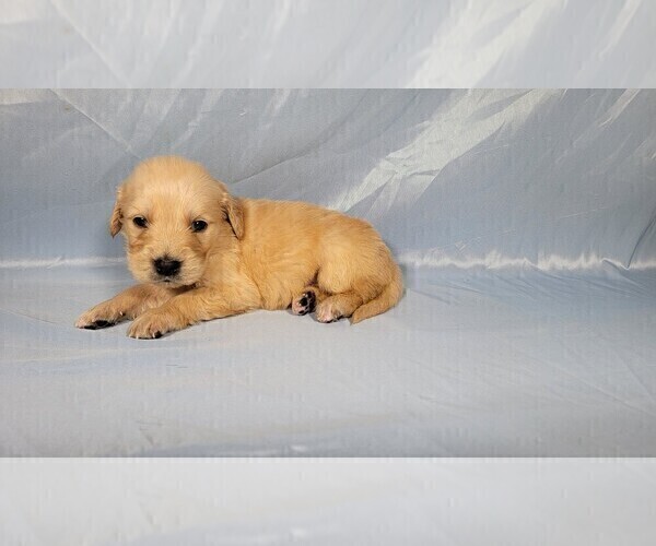 Medium Photo #6 Golden Retriever Puppy For Sale in FALCON, CO, USA