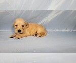 Small Photo #17 Golden Retriever Puppy For Sale in FALCON, CO, USA