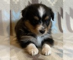 Small #1 Shel-Aussie