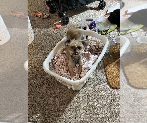 Medium Photo #4 Shih Tzu-Unknown Mix Puppy For Sale in Plymouth, MN, USA