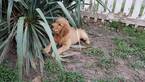 Small Photo #1 Golden Retriever Puppy For Sale in TOPEKA, KS, USA
