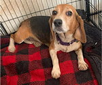 Small #3 Beagle
