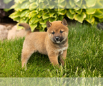 Small Photo #22 Shiba Inu Puppy For Sale in MILLERSBURG, IN, USA