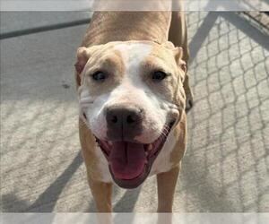 Mutt Dogs for adoption in Tulsa, OK, USA