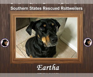 Kitt - Female Rottweiler-Unknown Mix Dog for Adoption - Photo #2