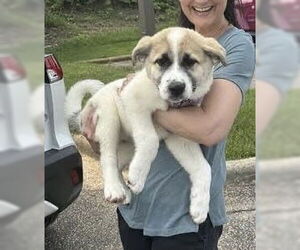 Medium Akita-Great Pyrenees Mix