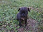Small Photo #10 Pug Puppy For Sale in CATLETT, VA, USA
