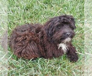 Australian Shepherd-Poodle (Toy) Mix Puppy for sale in AINSWORTH, NE, USA