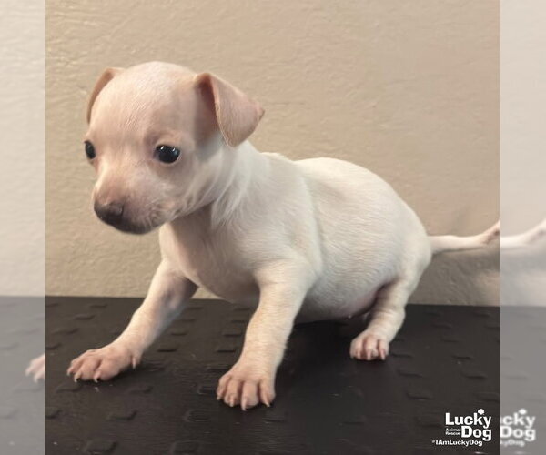 Medium Photo #2 Chihuahua-Unknown Mix Puppy For Sale in Washington, DC, USA