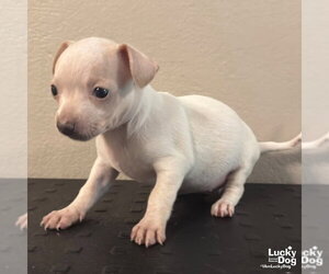 Darcy - Female Chihuahua-Unknown Mix Dog for Adoption - Photo #2