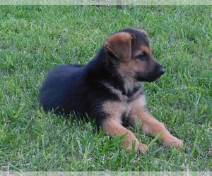German Shepherd Dog Puppy for sale in MORRISVILLE, MO, USA