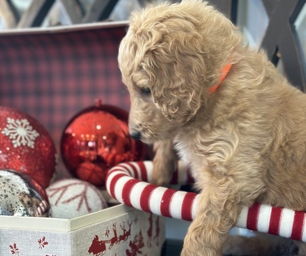 Medium Photo #8 Goldendoodle Puppy For Sale in DAWSONVILLE, GA, USA