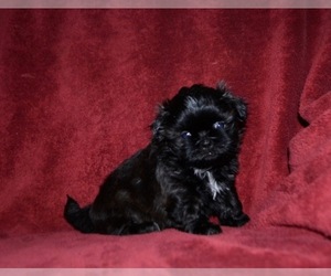 Shih Tzu Puppy for sale in GLASGOW, KY, USA