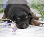 Small Photo #6 Miniature American Shepherd Puppy For Sale in BENTON CITY, WA, USA