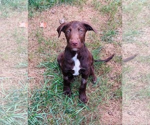 Labradoodle Dogs for adoption in Fenton, MO, USA