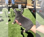 Small #3 French Bulldog