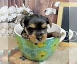 Small #14 Yorkshire Terrier