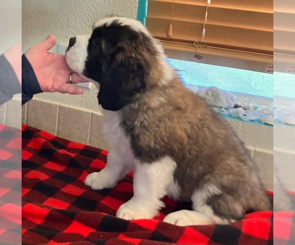 Medium Photo #5 Saint Bernard Puppy For Sale in COLORADO SPRINGS, CO, USA