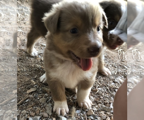 Medium Photo #5 Australian Shepherd Puppy For Sale in MERIDIANVILLE, AL, USA
