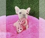 Small Photo #4 French Bulldog Puppy For Sale in BEAVERTON, OR, USA