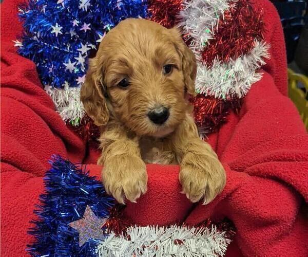 Medium Photo #6 Goldendoodle Puppy For Sale in SEBEKA, MN, USA