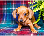 Small #8 Dachshund