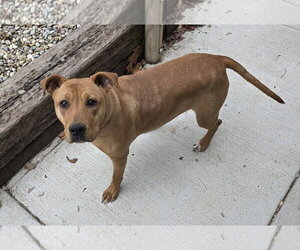 Belle - Female Mutt Dog for Adoption - Photo #5
