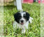 Small #5 Shorkie Tzu