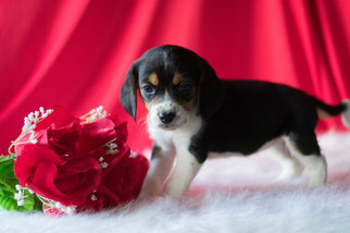 Beagle Puppy for sale in KENT, OH, USA